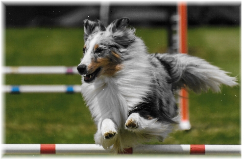 Gena Agility